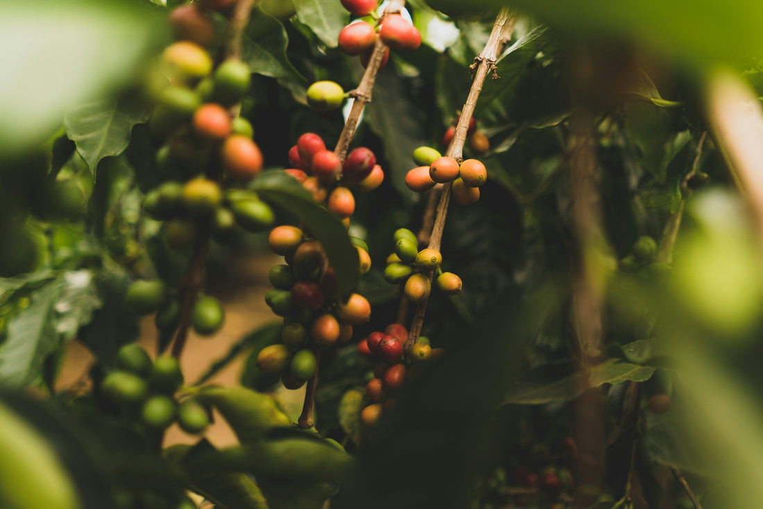 Coffee cherries ripening on the branch, from green to red — Photo: Clint McKoy on Unsplash
