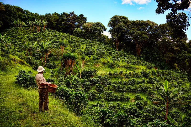 Costa Rica, Tarrazú, Los Santos
