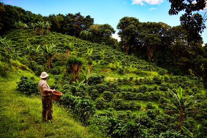 Costa Rica, Tarrazú, Los Santos