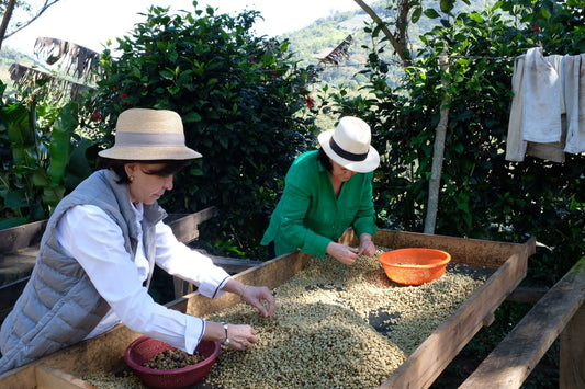 Nicaragua, Nueva Segovia, Dipilto