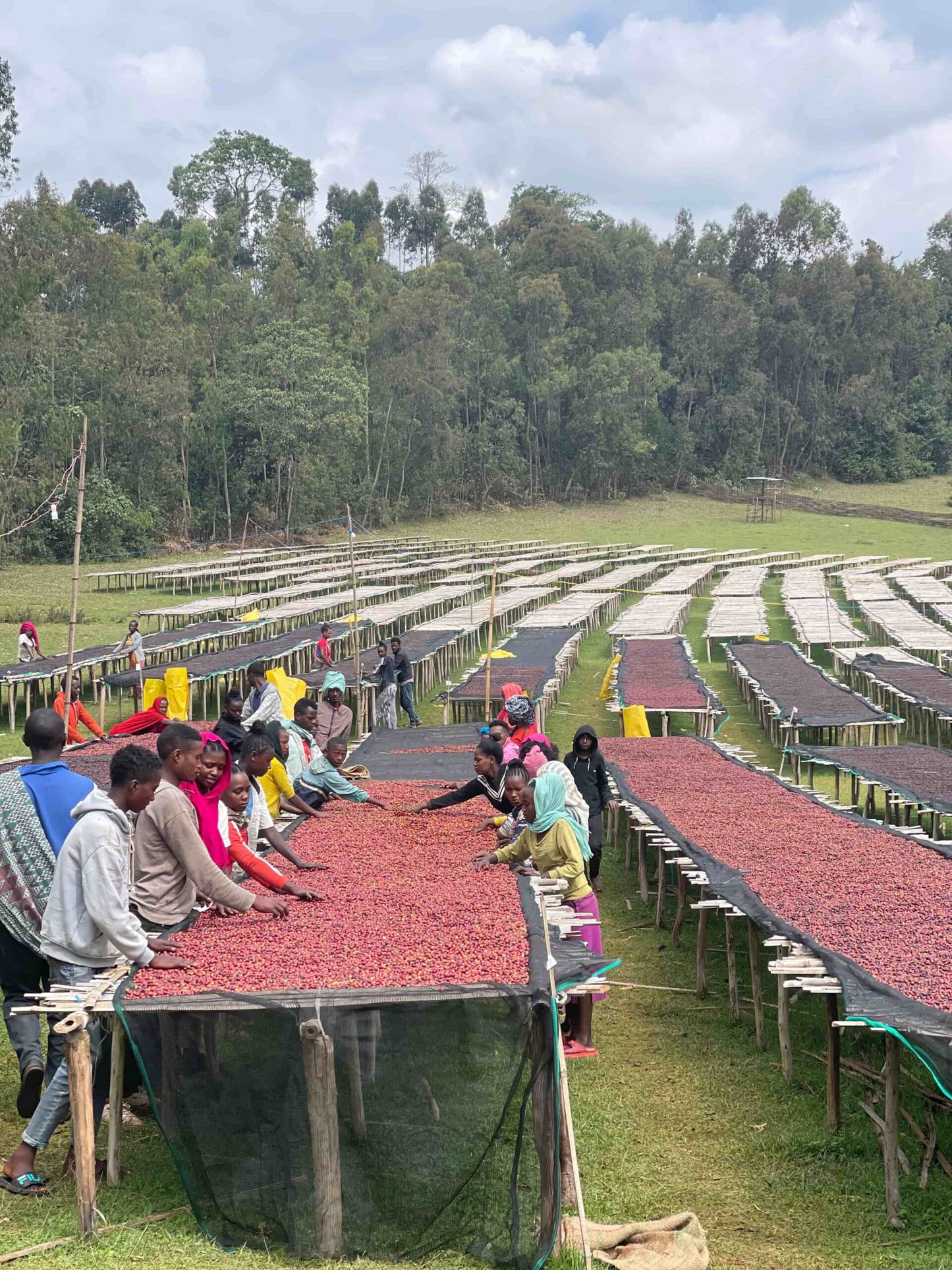 Ethiopia, Sidama, Bensa