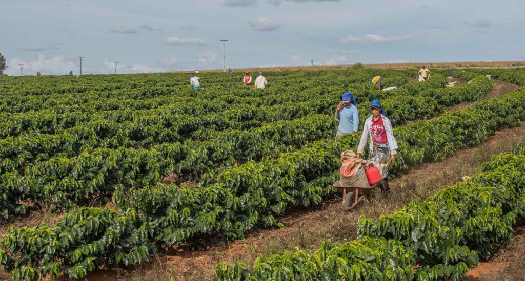 Brazil, Cerrado, Boa Vista - Daterra