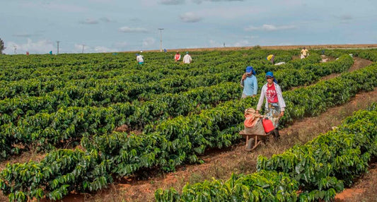 Brazil, Cerrado, Boa Vista - Daterra