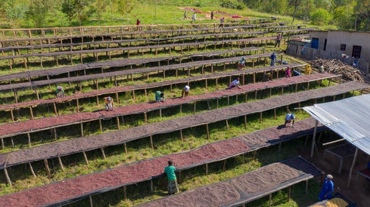 Rwanda, Muhazi, Gatsibo- Humure Washing Station